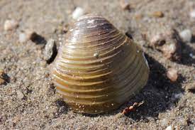 Imágen de la almeja asiática